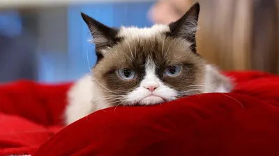 Самые известные котики - Грампи Кэт, Grumpy Cat или просто Хмурый Кот |  CATSTAGRAM | Дзен