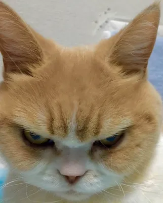 Популярность Сердитого котика сместил Хмурый кот (фото) | podrobnosti.ua