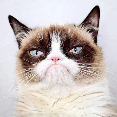 Найден самый недовольный кот | Екабу.ру - развлекательный портал