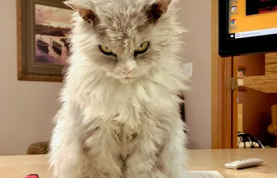 Grumpy Cat | Хмурый кот, Милые котики, Уход за кошками
