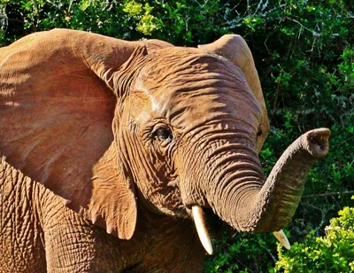 Хобот слона младенца стоковое изображение. изображение насчитывающей ноздря  - 40023379