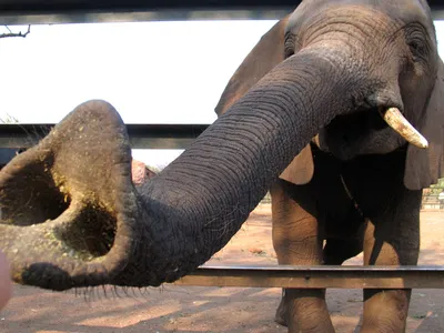 Хобот слона стоковое изображение. изображение насчитывающей одно - 71032239