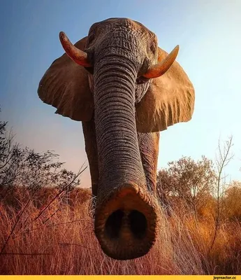 Хобот слона | Пикабу