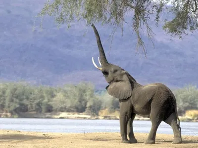 хобот слона стоковое фото. изображение насчитывающей огромно - 24084122