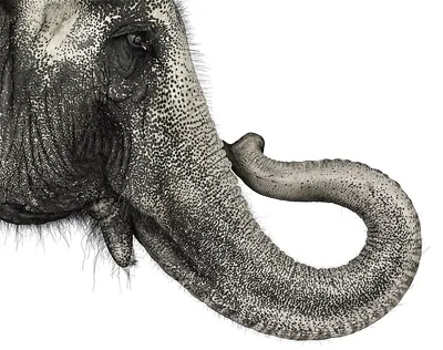 Откуда у слона хобот? - Science and apologetics