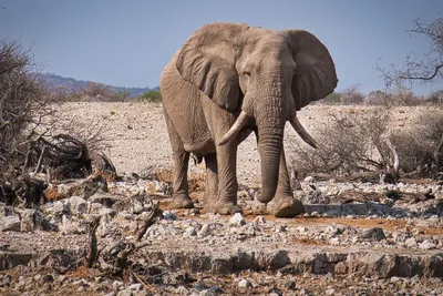 Исследователи выяснили, зачем слонам усы на хоботе