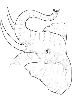 хобот слона стоковое изображение. изображение насчитывающей вытеките -  427873