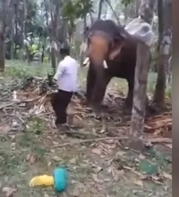 Слон с хоботом длинным перерастает …» — создано в Шедевруме