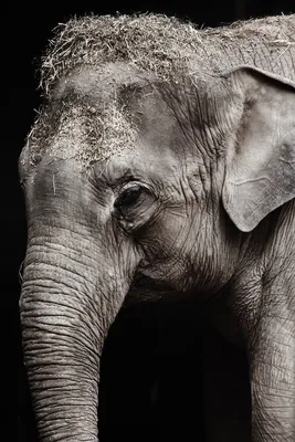 Рыба-слон: Отрастила хобот слона для жизни в очень грязных реках