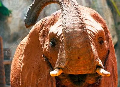 Почему нос слона превратился в хобот - Русская семерка