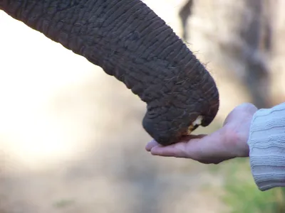 Хобот слона стоковое изображение. изображение насчитывающей экземпляр -  25565539