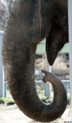 Слон отбросил пьяного индийца, который хотел встать ему на хобот, — видео