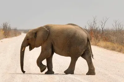 Хобот слона — это фактически продолжение его верхней губы. Также хобот  имеет больше 40 000 рецепторов. При помощи хобота слоны… | Instagram