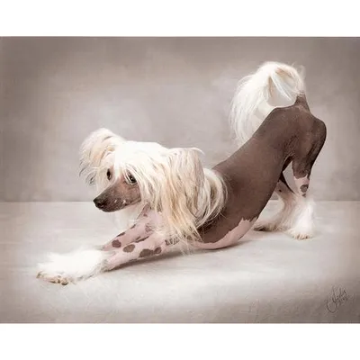 Китайская хохлатая: порода собак без шерсти**» — создано в Шедевруме