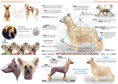Китайская хохлатка - декоративная собака без шерсти» — создано в Шедевруме