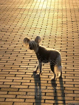Animals - Китайская хохлатая собака, 3DANL_5165 | 3D модель для ЧПУ станка