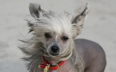 Китайская хохлатая собака - описание породы собак: характер, особенности  поведения, размер, отзывы и фото - Питомцы Mail.ru