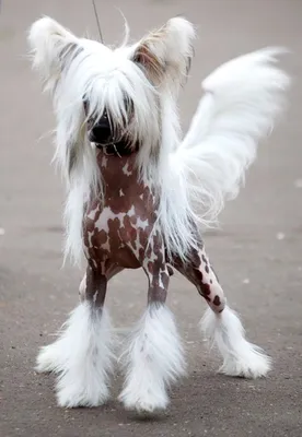 Конкурс \"Самая уродливая собака в мире\" – кто победил в этом году (фото)
