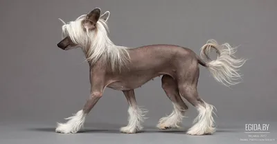 Китайская хохлатая собака — Википедия