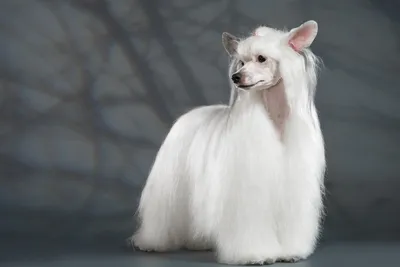 Китайская хохлатка - декоративная собака без шерсти» — создано в Шедевруме