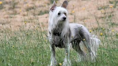 Китайская Хохлатая Собака Голый - Бесплатное фото на Pixabay - Pixabay