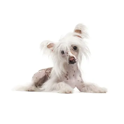 Маленькая лысая собака с выпученными глазами - 76 фото