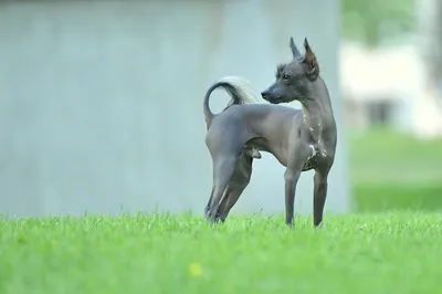 Китайская хохлатая собака - «Собака для тех, у кого куча времени и нервов»  | отзывы