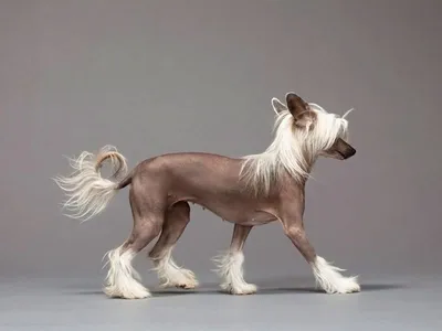 Китайская хохлатая собака . Как изменяется окрас у хохлатых с возрастом .  Было - Стало полная версия - YouTube