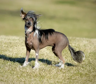 Самой уродливой в мире собакой признана китайская хохлатая