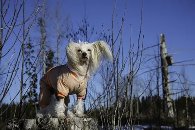 Китайская хохлатая собака. портрет собаки изолированный | Премиум Фото