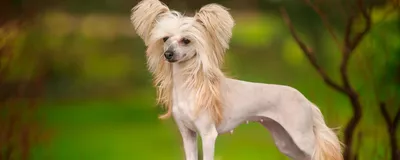 Китайская хохлатая собака (Chinese Crested Dog) - порода веселая, игривая и  нежная. Фото, описание и отзывы о собаке.