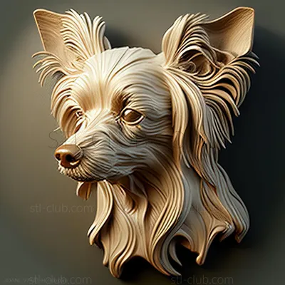 Китайская Хохлатая Собака Животное - Бесплатное фото на Pixabay - Pixabay