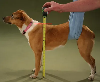Как измерить рост собаки? | Dog People: Собаки и Люди | Дзен