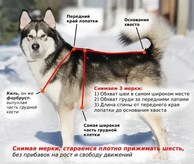 Холка сухой Гипоаллергенный корм для собак средних и крупных пород с  индейкой и рисом купить в Санкт-Петербурге