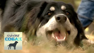 Найдена собака породы хотошо в Московской области | Pet911.ru