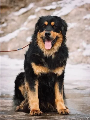 Бурят-монгольская собака (хотошо) | отзывы