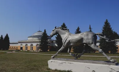 Visit Voronezh | Хреновской конный завод