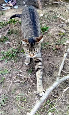 Худой кот с крутыми пальцами | Охота на Кота | Дзен