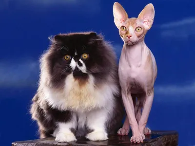 Картинки - Толстый пушистый кот и худой \"сфинкс\"