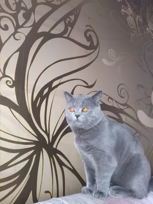Мой кот худой, бесплатная консультация ветеринара - вопрос задан  пользователем Сергей Передня про питомца: кошка Британская кошка