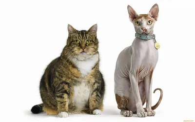Обои Толстый и тонкий Животные Коты, обои для рабочего стола, фотографии  толстый, тонкий, животные, коты Обои для рабочего стола, скачать обои  картинки заставки на рабочий стол.