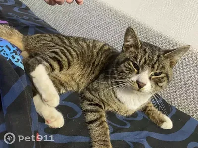 Найден худой кот на Октябрьском проспекте, нужна помощь! | Pet911.ru