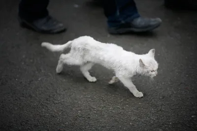 Южный - это лучший город на Земле - Возле Новобилярской 20 ходит очень худой  кот (или кошка). Похожа на домашнюю. Я покормил, но может кто-то ищет. |  Facebook