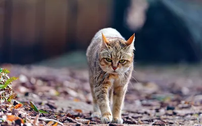 Найден худой кот в Парском поселении | Pet911.ru