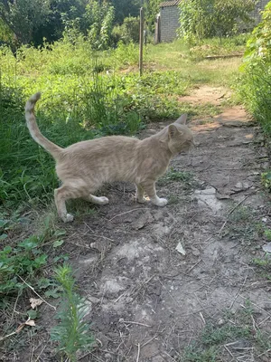 Длинная и худая кошка | Пикабу