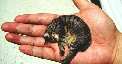 Потерянный худой кот на Пичуге, Волгоградская область | Pet911.ru
