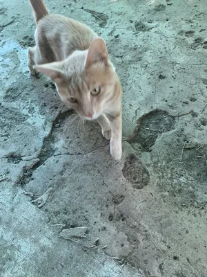 Найден худой кот на Октябрьском проспекте, Кемерово | Pet911.ru