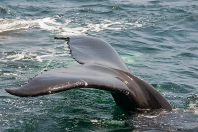 Хвост дельфина стоковое фото. изображение насчитывающей ангстрома -  176679112