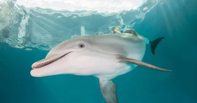 Хвост Дельфин — стоковые фотографии и другие картинки Дельфин - Дельфин,  Хвост, Хвостовой плавник - iStock