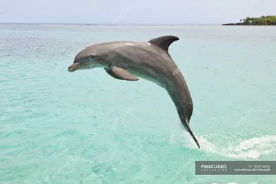 Хвост Дельфина В Океане — стоковые фотографии и другие картинки Без людей -  Без людей, Безпозвоночное, Влажный - iStock